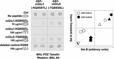 Inhibition of the Interaction Between Group I Metabotropic Glutamate Receptors and PDZ-Domain Proteins Prevents Hippocampal Long-Term Depression, but Not Long-Term Potentiation